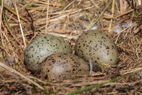 Three seagull eggs in a nest Stock Photos
