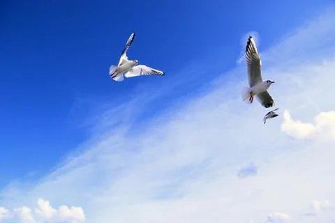 Three seagull flyin sky Stock Photos