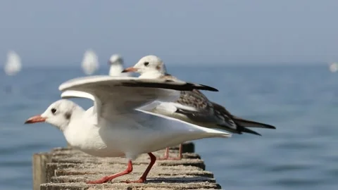 Three seagulls are sitting on the breakwaters. Blue Baltic Sea Stock Footage 210205355