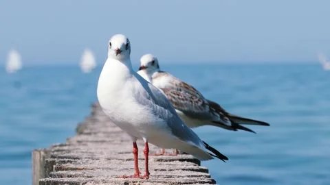 Three seagulls are sitting on the breakwaters Stock Footage 261160095
