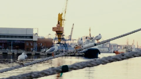 Three seagulls are sitting on a rope against the backdrop of a passing ship Stock Footage 98030228