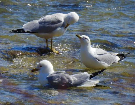 Three Seagulls Bathing in the Niagara River Stock Photos