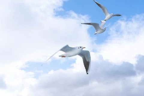 Three seagulls close-up fly against the blue sky among the clouds Stock Photos