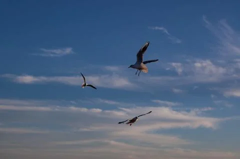 Three seagulls in flight against a blue sky with clouds Stock Photos