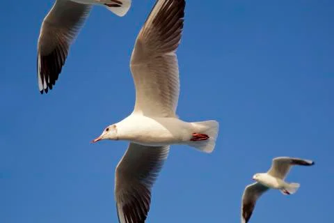 Three seagulls in flight Stock Photos