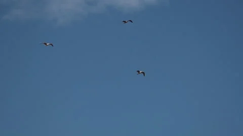 Three seagulls fly over the ocean against the blue sky Stock Footage 159300664
