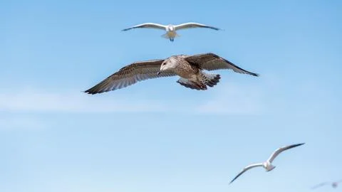 Three seagulls flying in blue sky, featuring large mottled young bird in ce.. Stock Photos