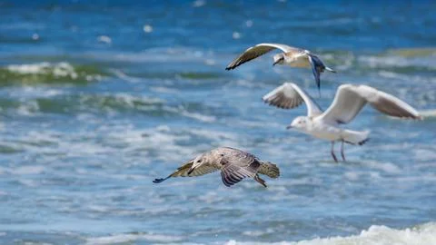 Three seagulls flying low over blue ocean waves, featuring one mottled juve.. Stock Photos
