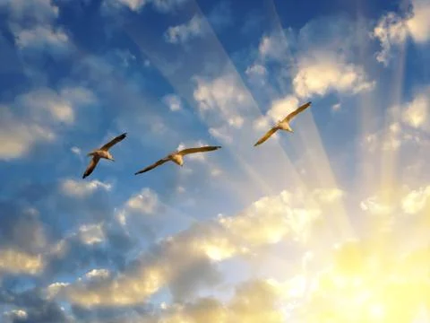 Three seagulls flying into the rays of setting sun Stock Photos