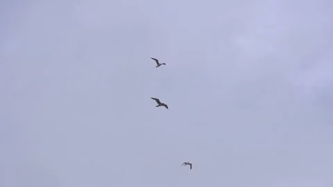 Three Seagulls 스톡 동영상 112954265