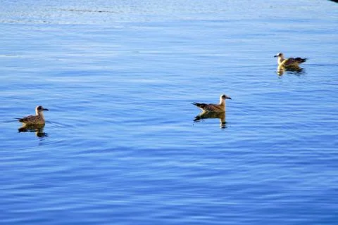 Three seagulls gracefully floating on calm blue water Stock Photos