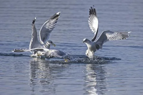 Three Seagulls ifighting for fish. Stock Photos