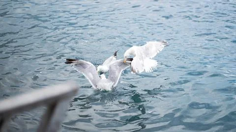 Three seagulls interact over the surface of blue water, with wings spread 写真素材