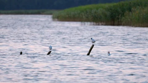 Three seagulls in a lake, two standing on posts while one floats on water Stock Footage 246666096