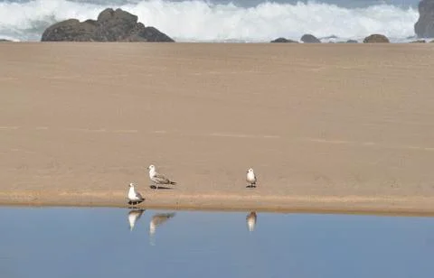 Three seagulls perched on the beach Stock Photos