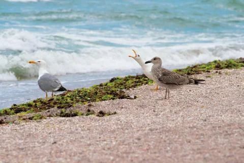 Three seagulls Stock Photos