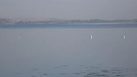 Three seagulls rest on a calm lake Stock Footage 119102731