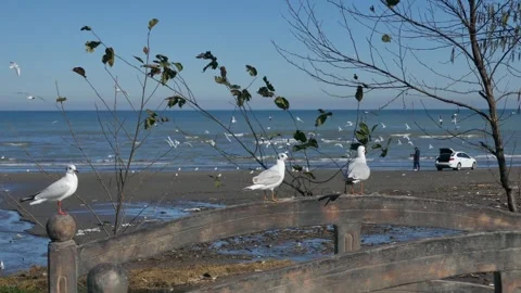 Three seagulls rest on a rustic wooden bridge with the sea in the background Stock Footage 318683865