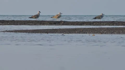 Three seagulls rest on a sandy strip beside the calm sea Stock Footage 318680731
