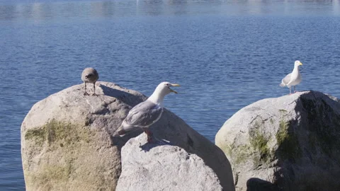 Three Seagulls On Rocks In Front Of Water 4K Stock Footage 170534293
