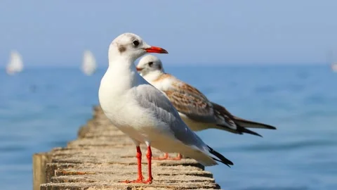 Three seagulls sit on the breakwaters of the Baltic Sea Stock Footage 218201870