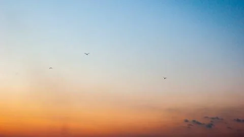 Three seagulls in the sky on sunset Stock Photos