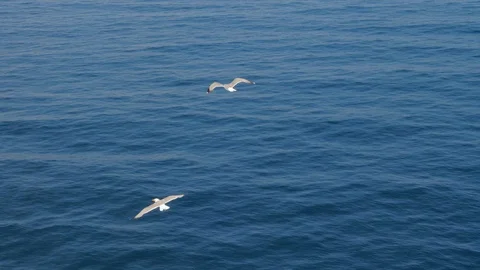 Three seagulls soaring in blue sky. Gulls flying high in cloudless sky. Birds of Stock Footage 119886469