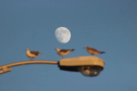 Three Seagulls stand on a light with the moon behind them, Florida Stock Photos