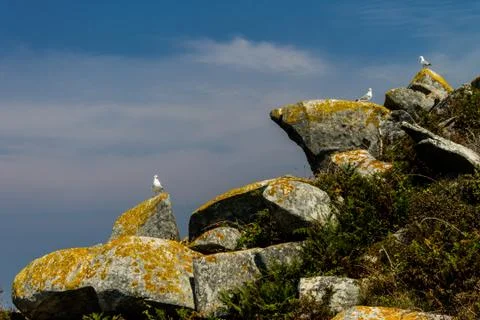 Three Seagulls Stand on Rocks Stock Photos
