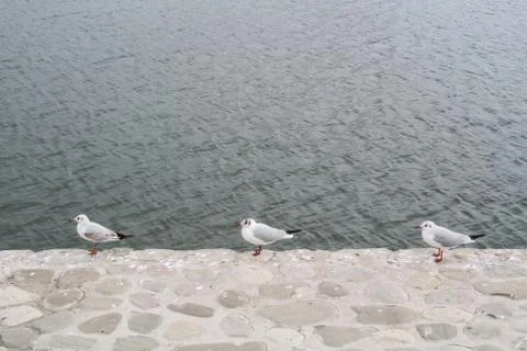 Three seagulls standind at the edge of stone embankment of Caspian Sea at B.. Stock Photos