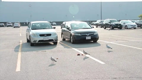 Three seagulls standing walking next to food in parking lot space spot in summer Stock Footage 251364048