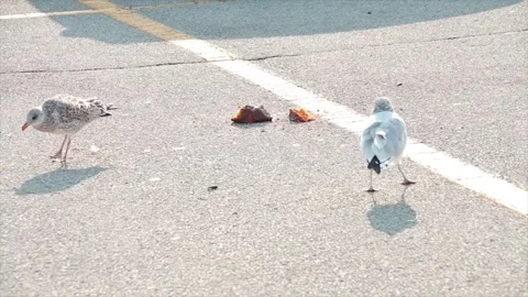 Three seagulls standing walking next to food in parking lot space spot in summer Stock Footage 251364160
