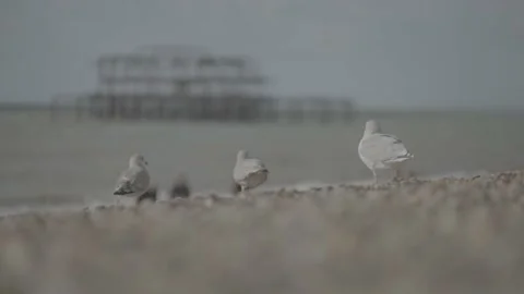 Three seagulls on stony beach in Brighton Stock Footage 201135519