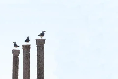 Three seagulls on three pillars against clean background, isolated Stock Photos