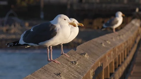 Three Seagulls on Ventura Pier Stock Footage