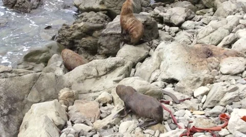 Three seals climb on the rocks Stock Footage 44652335