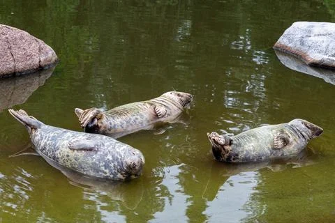 Three seals floating on their backs in calm shallow water Stock Photos