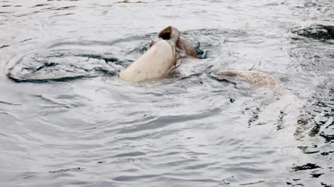 Three seals playing in L'Oceanographic. Stock Footage 274206143