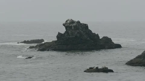 Three Seals Resting on a Rock in the Pacific Ocean on the California Coast Stock Footage 317717916