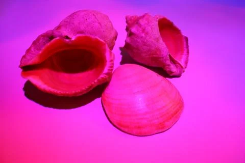 Three seashells after dark Stock Photos