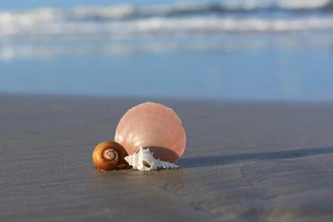 Three seashells on the beach Stock Photos