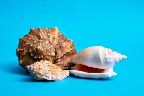 Three seashells on a blue background closeup Stock Photos