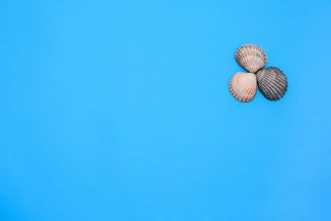 Three seashells on a blue background. copy space. Layout Stock Photos