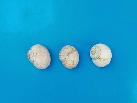 Three seashells on blue background 스톡 사진