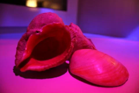 Three seashells illuminated Foto stock