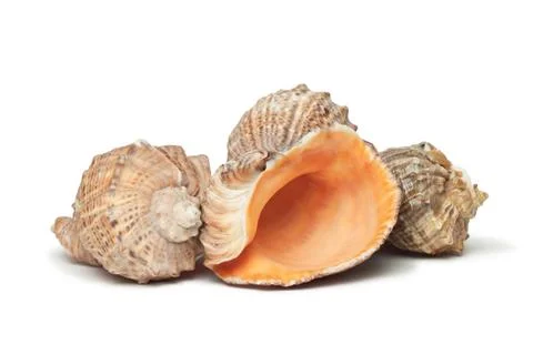 Three seashells isolated over white background Stock Photos