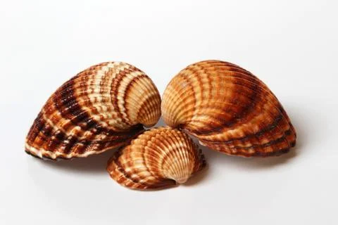 Three seashells 스톡 사진