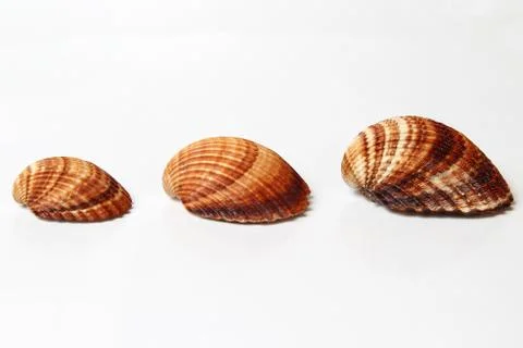 Three seashells 스톡 사진