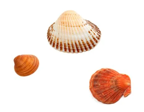 Three seashells Stock Photos