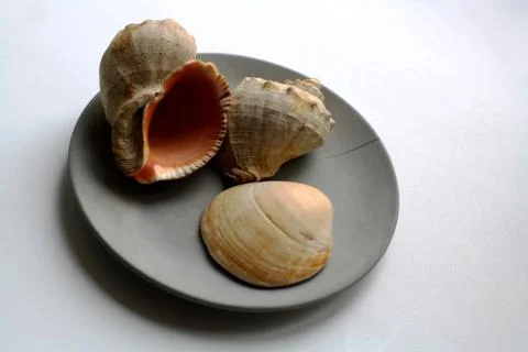Three seashells on plate Stock Photos